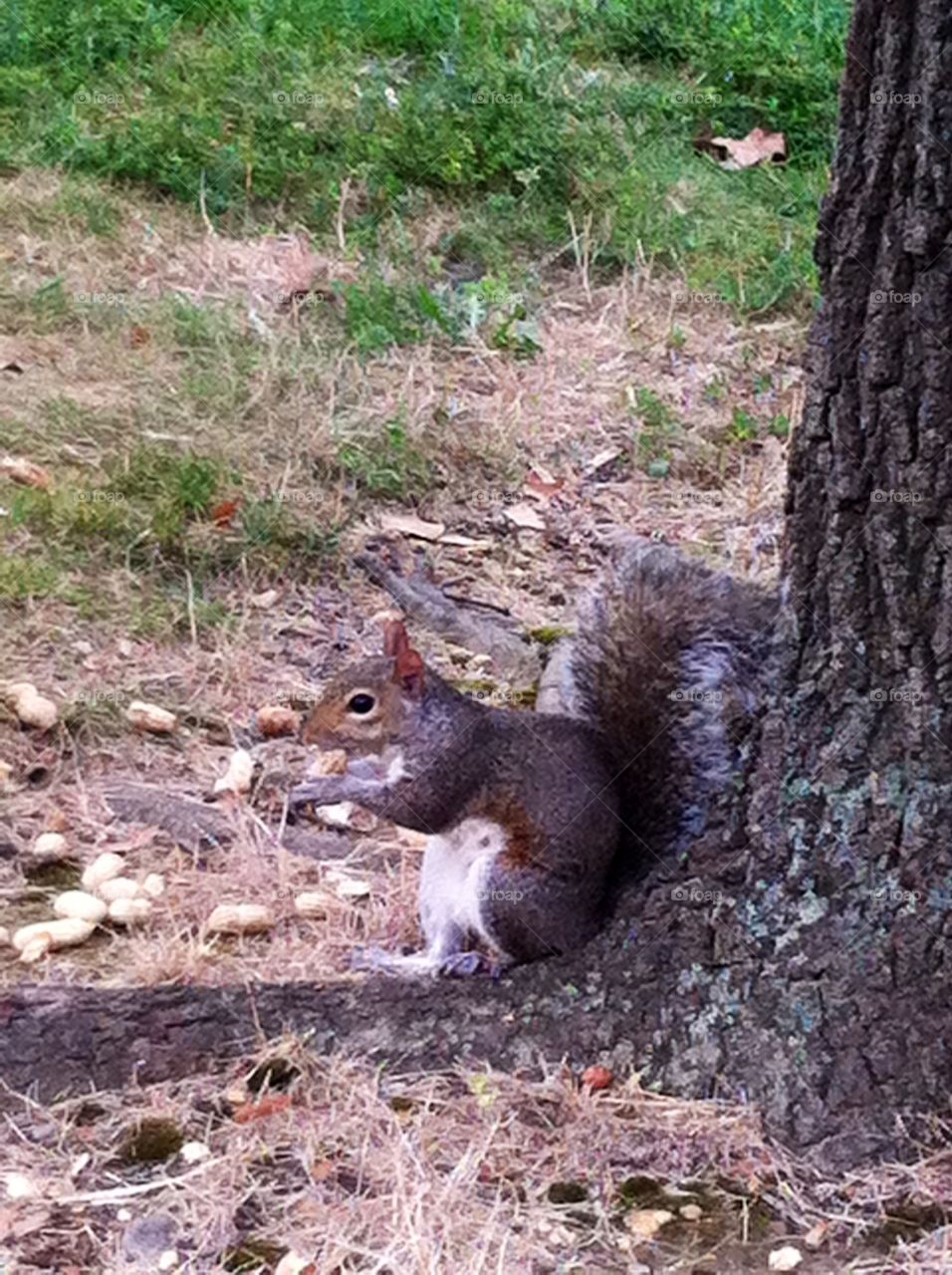 Mammal, Rodent, Nature, Wood, No Person