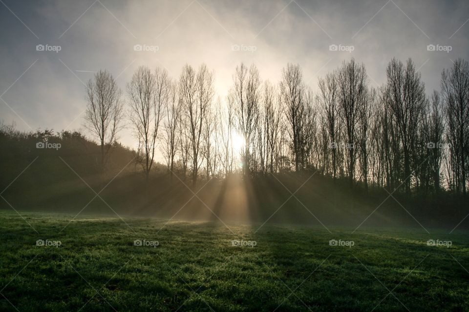 A beautiful morning with sun rays coming trough the forrest in the park