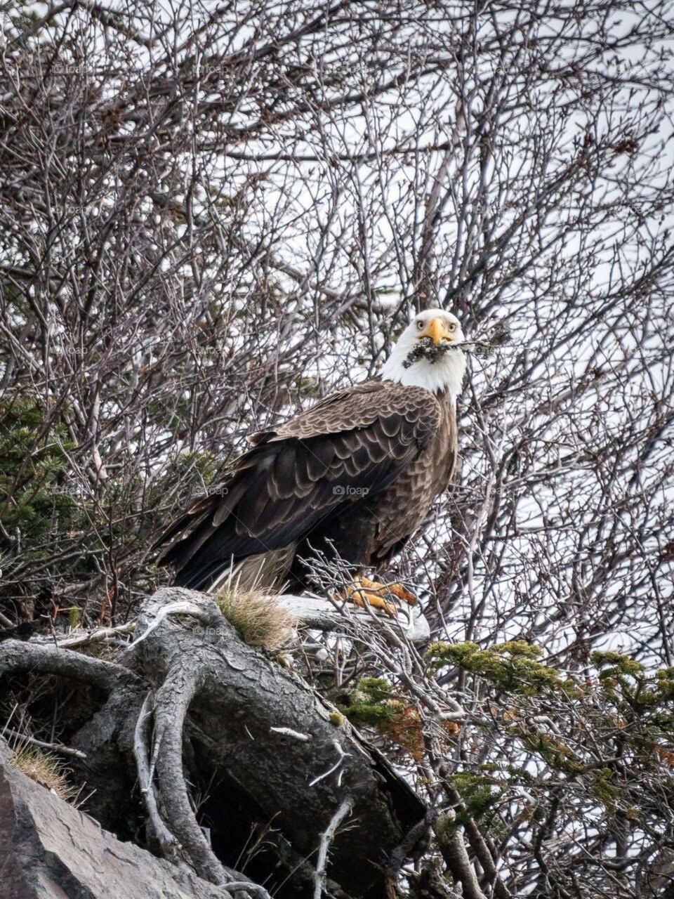 Eagle enjoying lunch