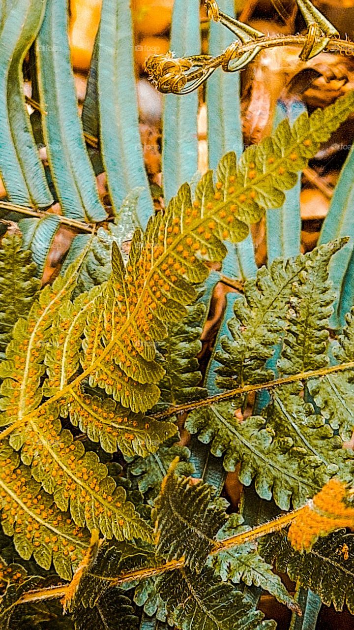 Fern leaves with spores