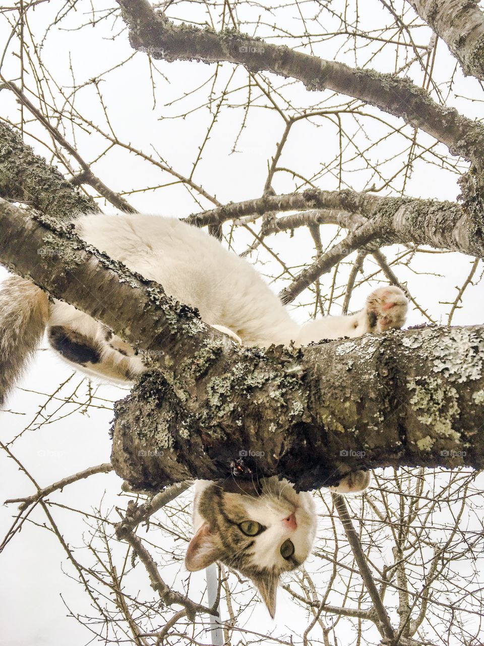 cat in a tree