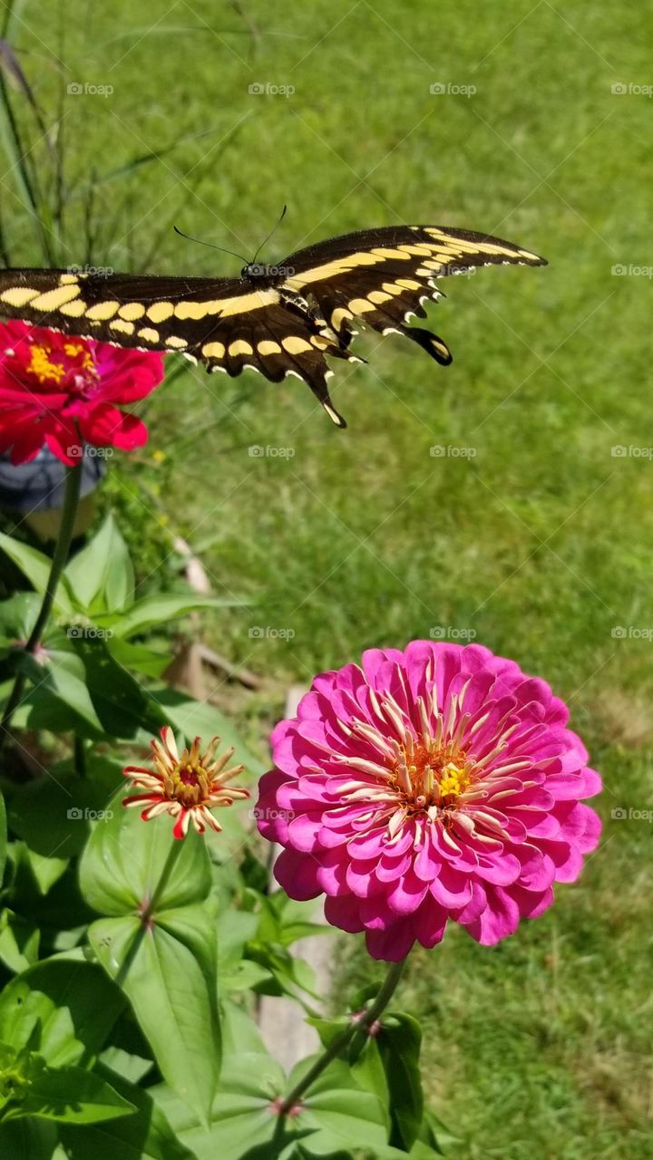 Butterfly Mid-Air