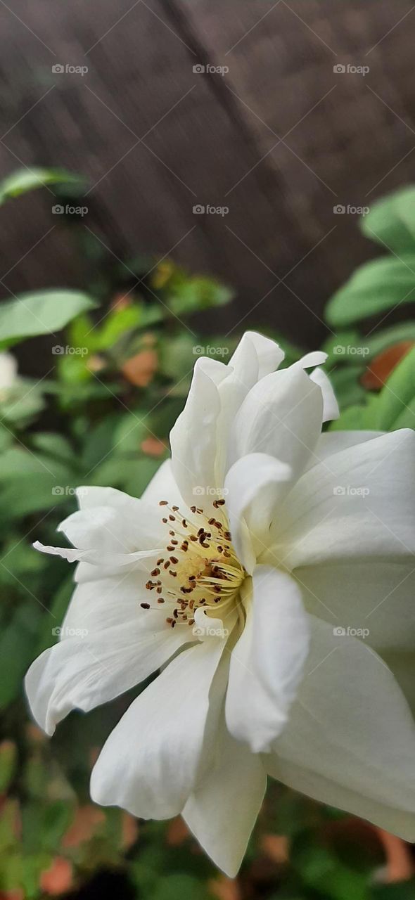 Flor blanca