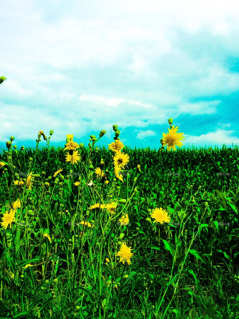Dandelions, bees & Corn . Corn fields right before the sunsets, look closely at the bee pollinating 