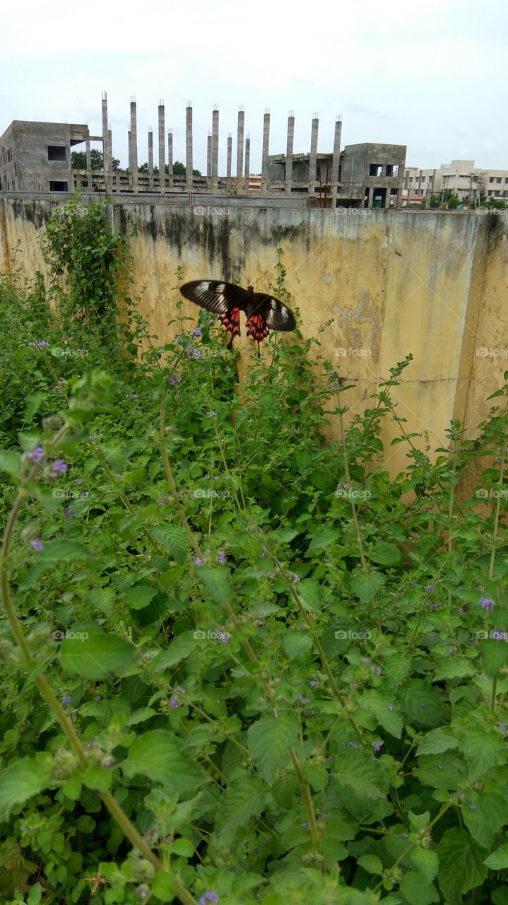 Black colour Butterfly searching little flowers for honey