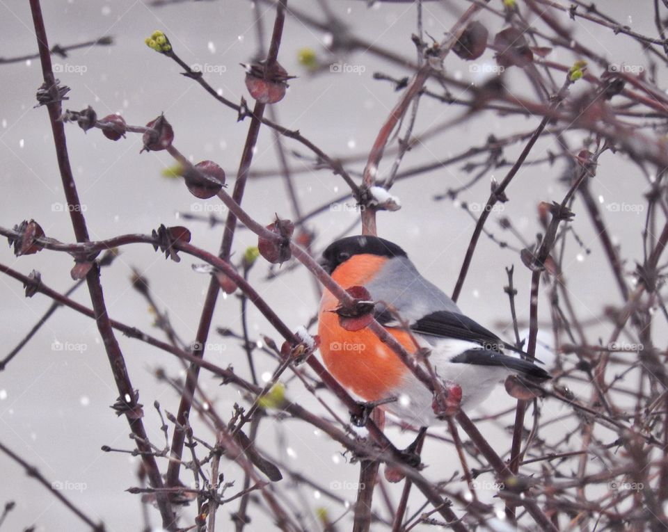 Bullfinch winter snow