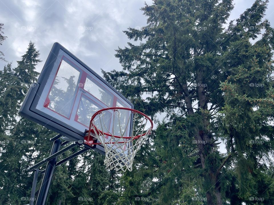 Basketball hoop in the forest