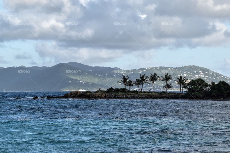 St thomas palm tree 