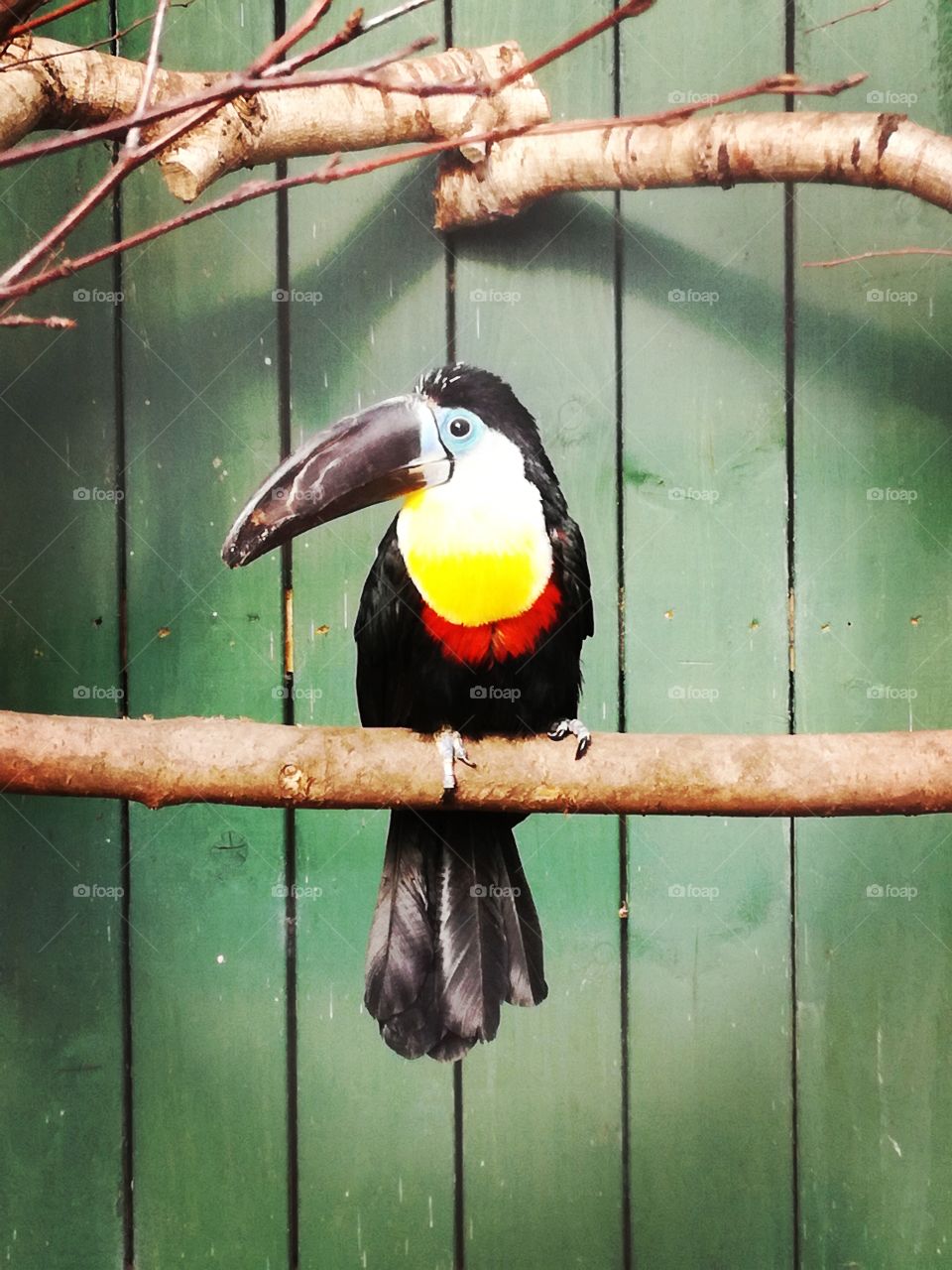 Bird big beak tropical