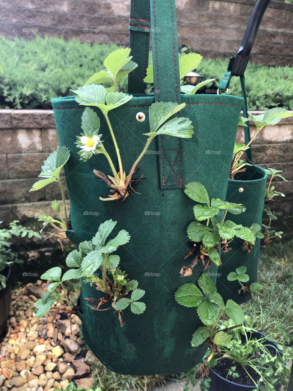 Strawberry plants in hanging grow bags