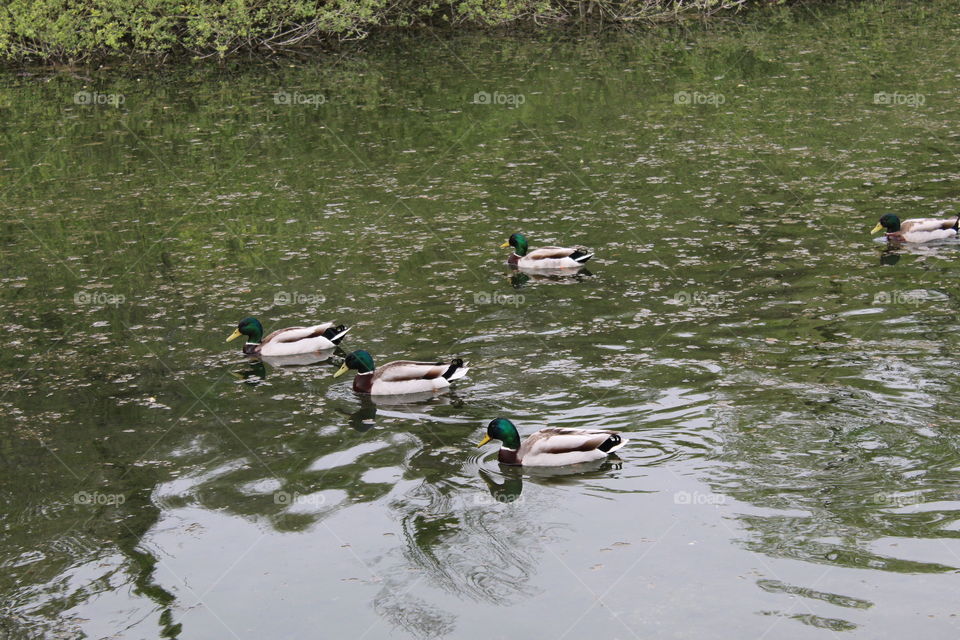 Ducks swimming in the lake.