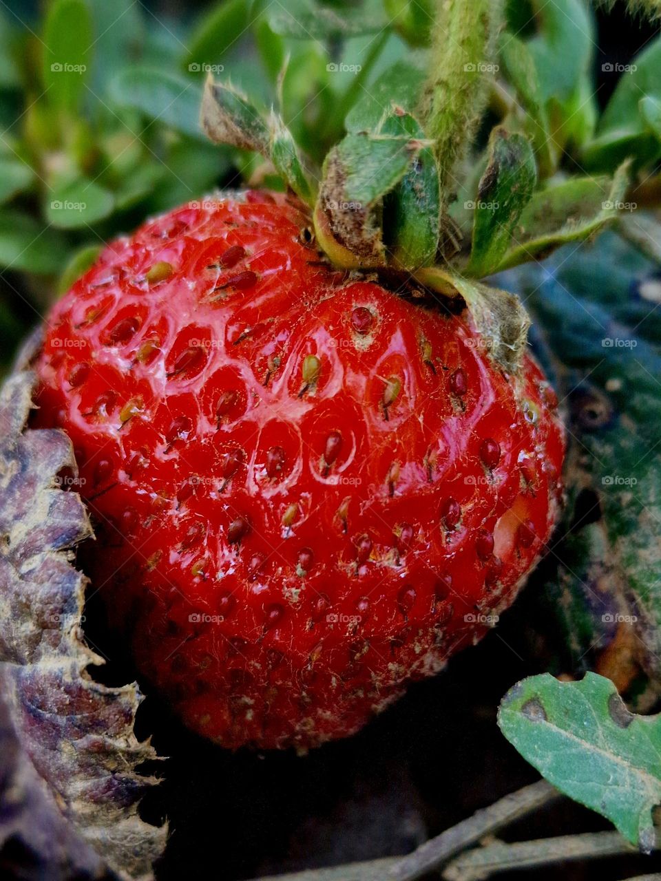 strawberry