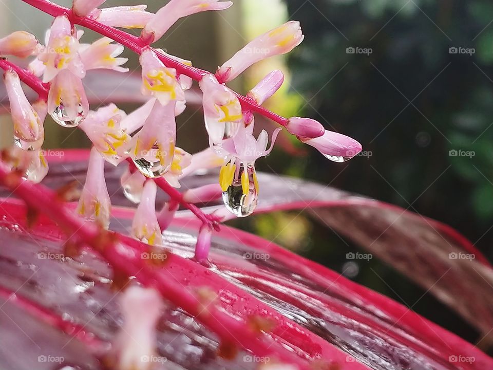Bright pink and purple tropical plant with pink flowers with raindrops hanging down from the petals.