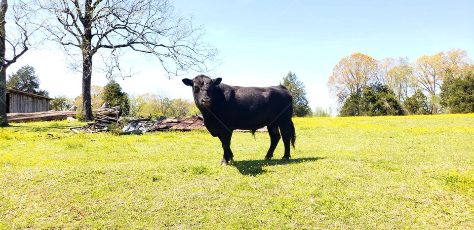 Bull in the spring field.