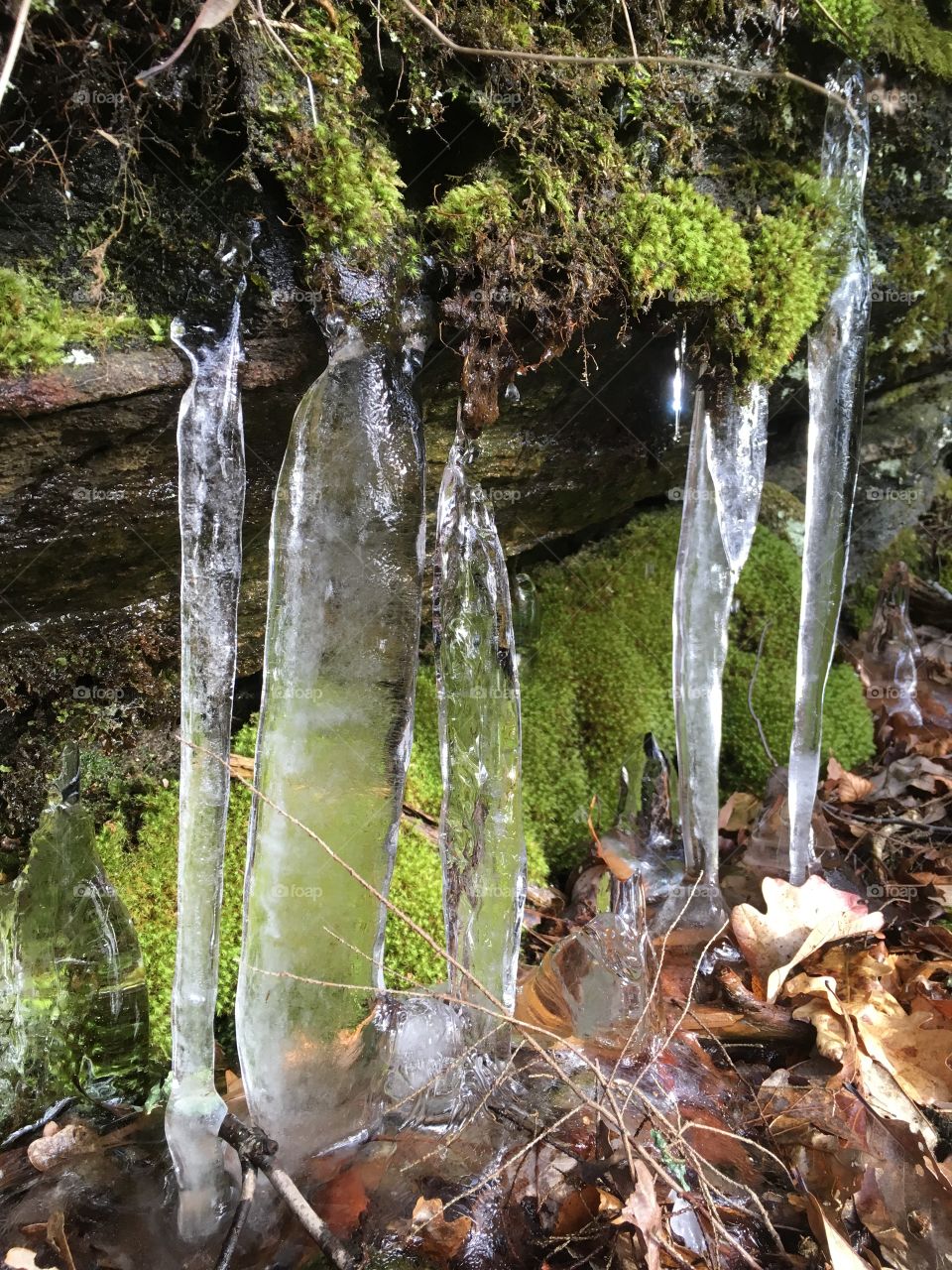In the winter woods of Connecticut, icicles hanging off of a mossy tree and stone melt in the sun.