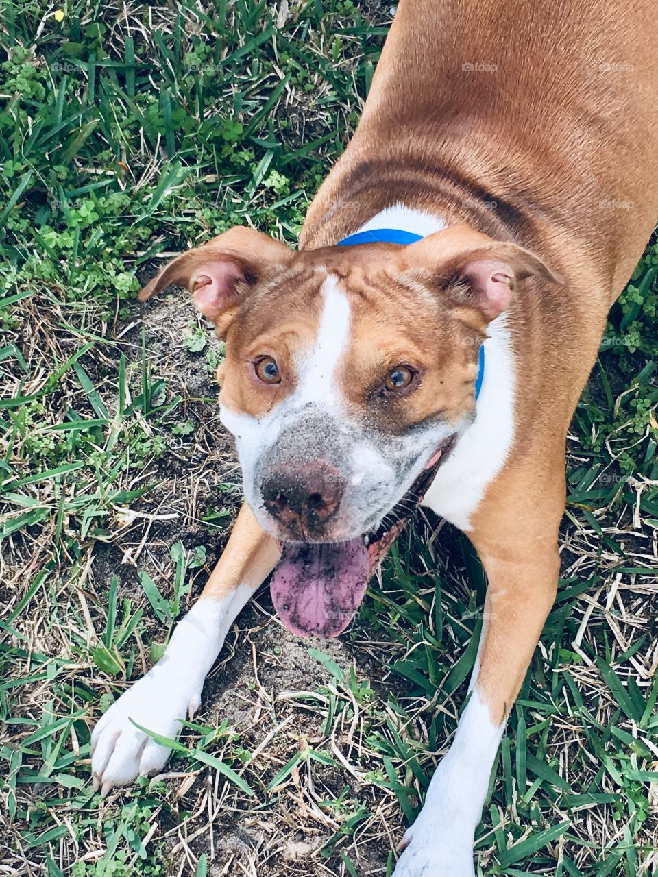 A happy dirty red nose pitbull rescue dog 