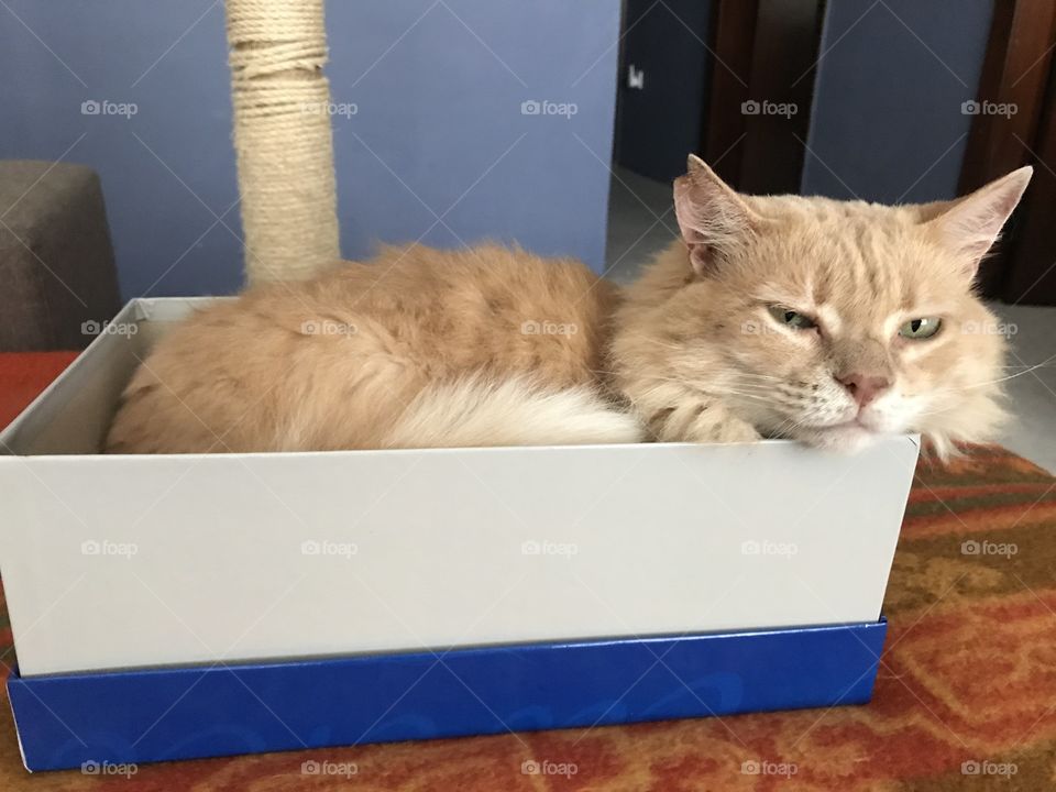 Cat in shoebox 