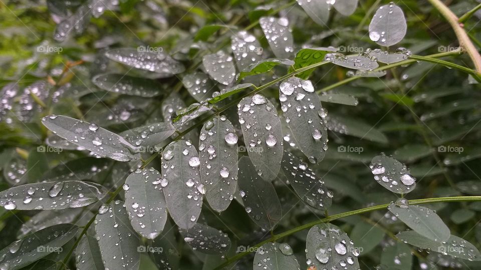 green leaves of a tree covered with silver drops after the rain