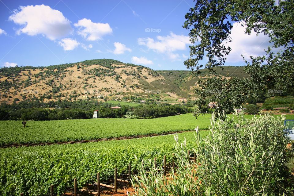 Napa Valley landscape  