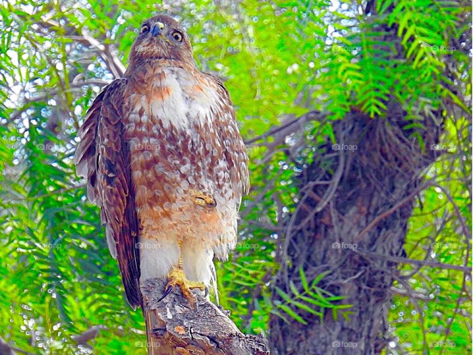 Red-Tailed Hawk