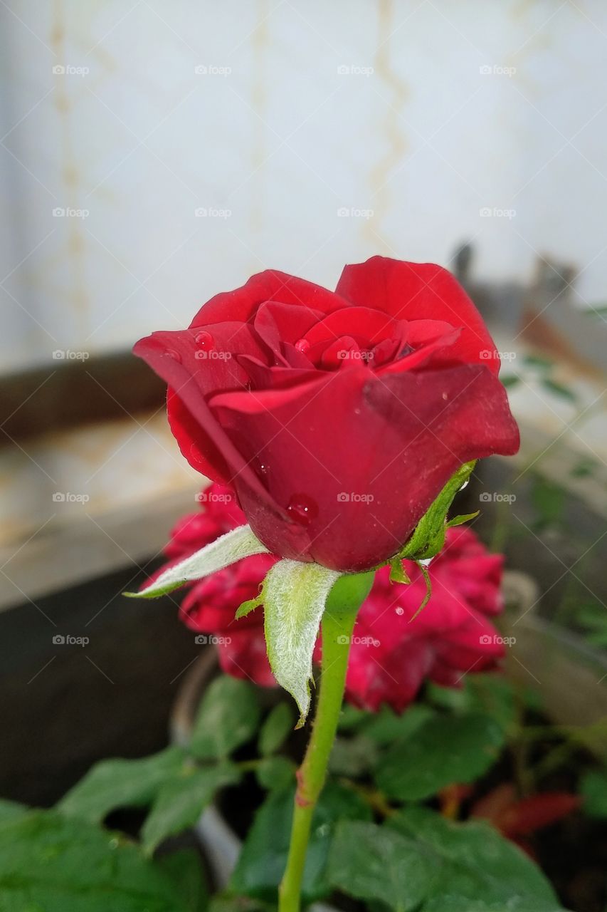 a beautiful red rose