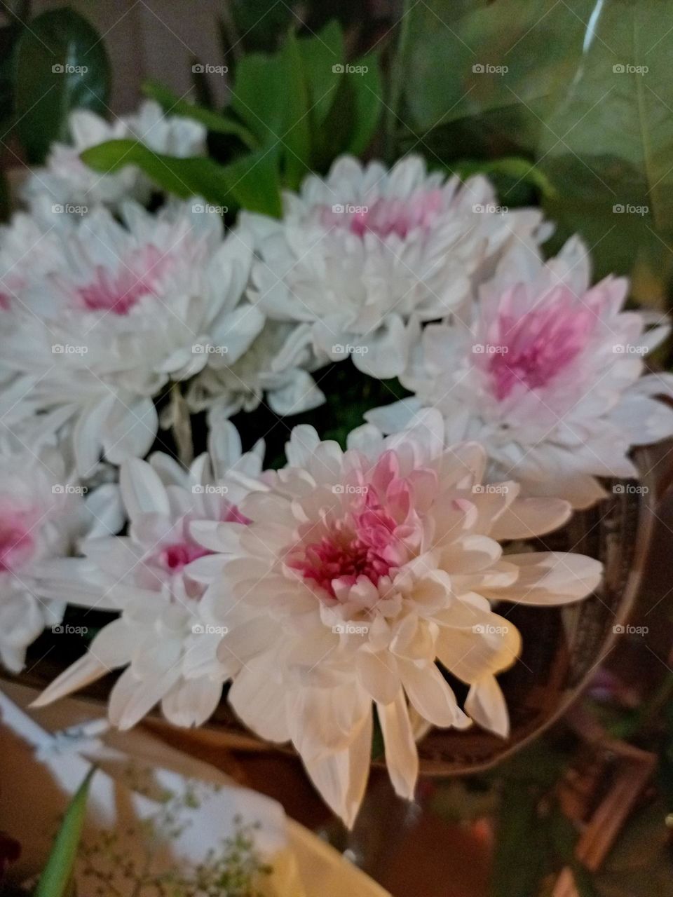 beautiful white chrysanthemums