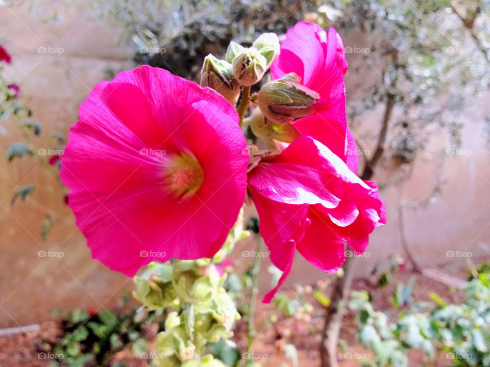 spring nature pink flower by a.bilbaisi