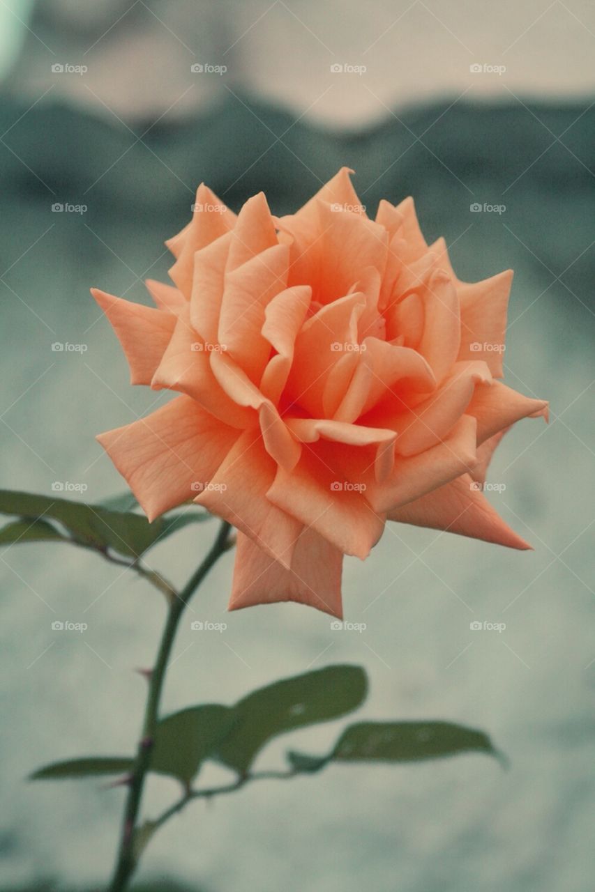 A rose 