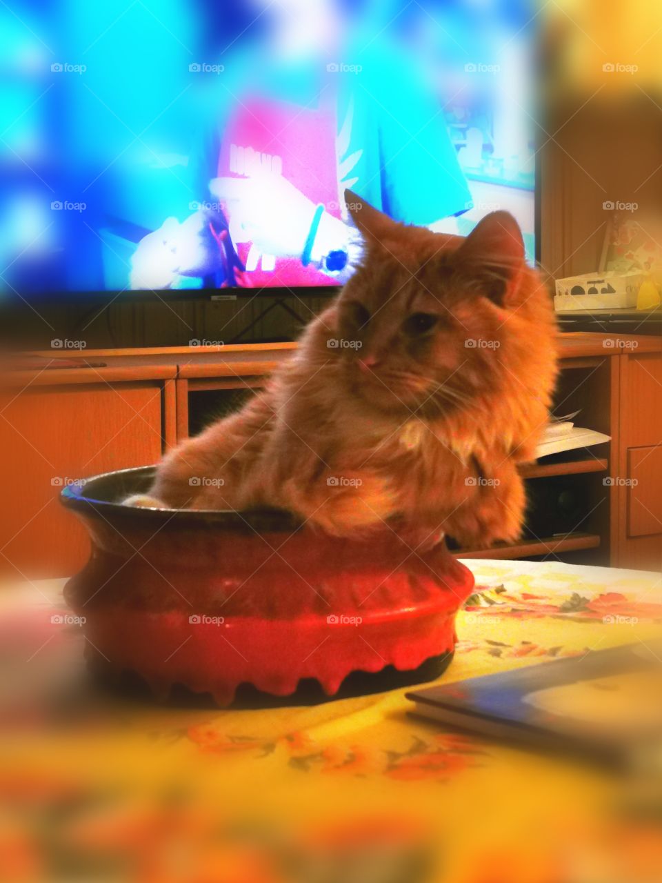 Cat in fruitbowl