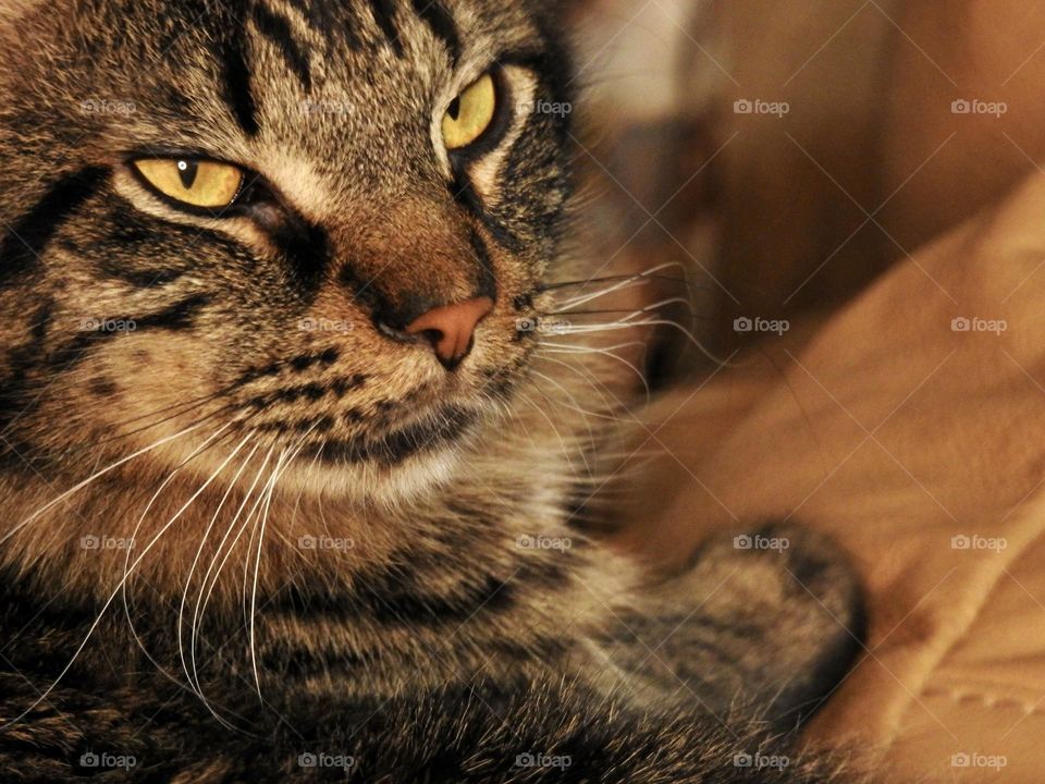 Charlie is such a relax, cuddly and friendly handsome Maine Coon mix feline cat family friend. Face close-up while he is enjoying his rest on the top of the couch in the living room at night.