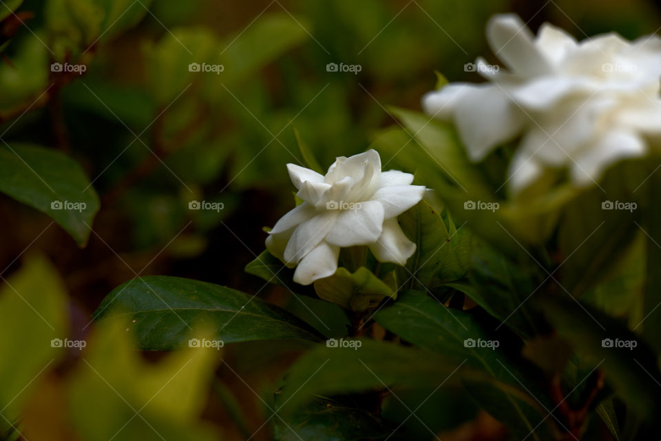 Dos gardenias para ti .....