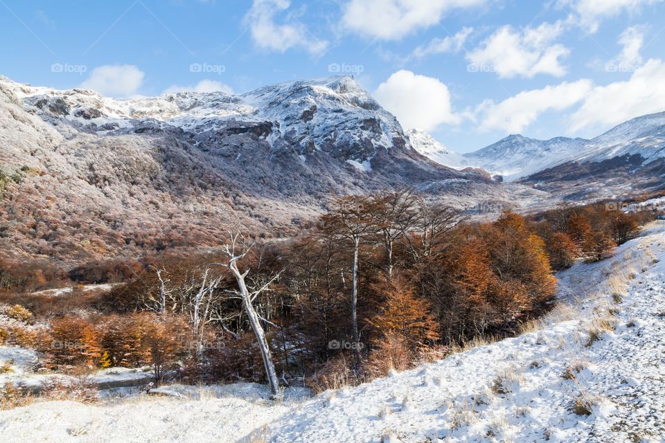 Snowy view towards mountains. Fresh snow view towards mountains in Tierra del Fuego, Argentina. Fall colored trees in front. Blue sky with few clouds