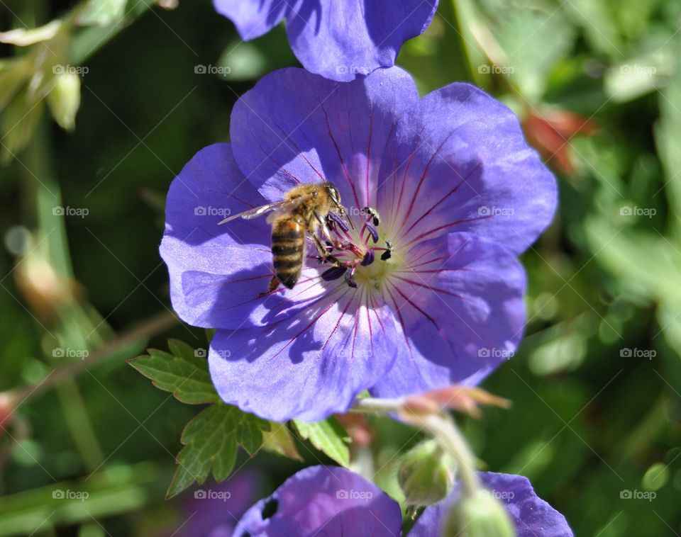 Flower, Nature, Bee, Garden, Flora