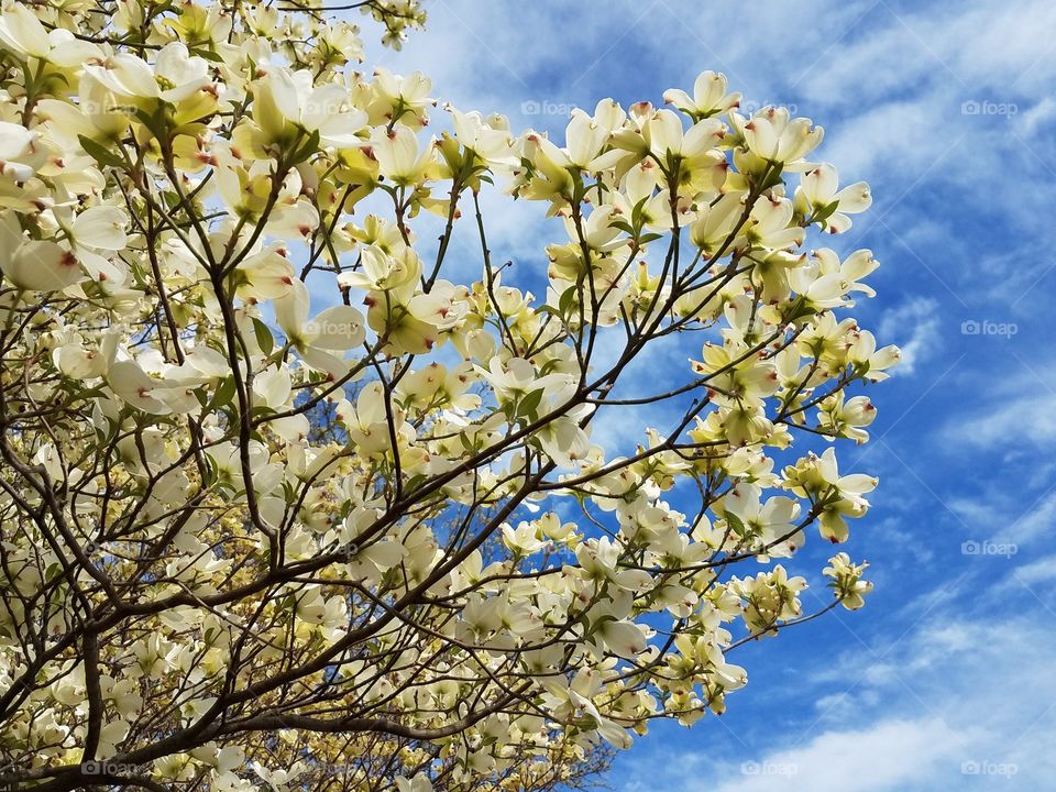 dogwood  tree blossoms