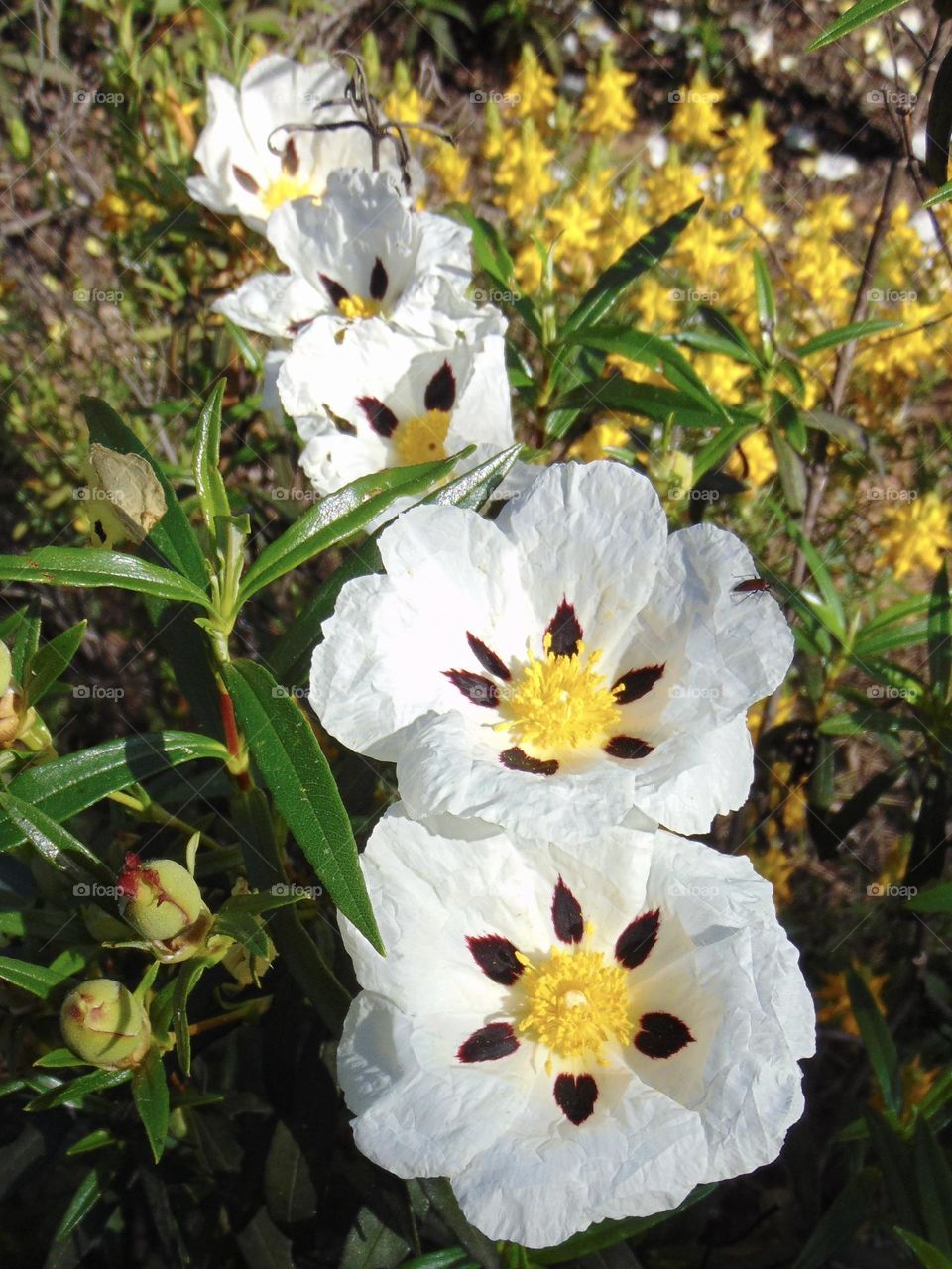Cistea flowers on line
