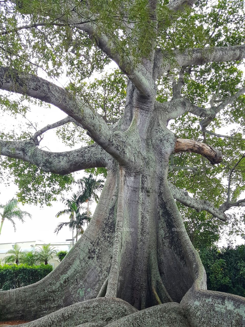 Giant Kapok Tree in Palm Beach Florida
