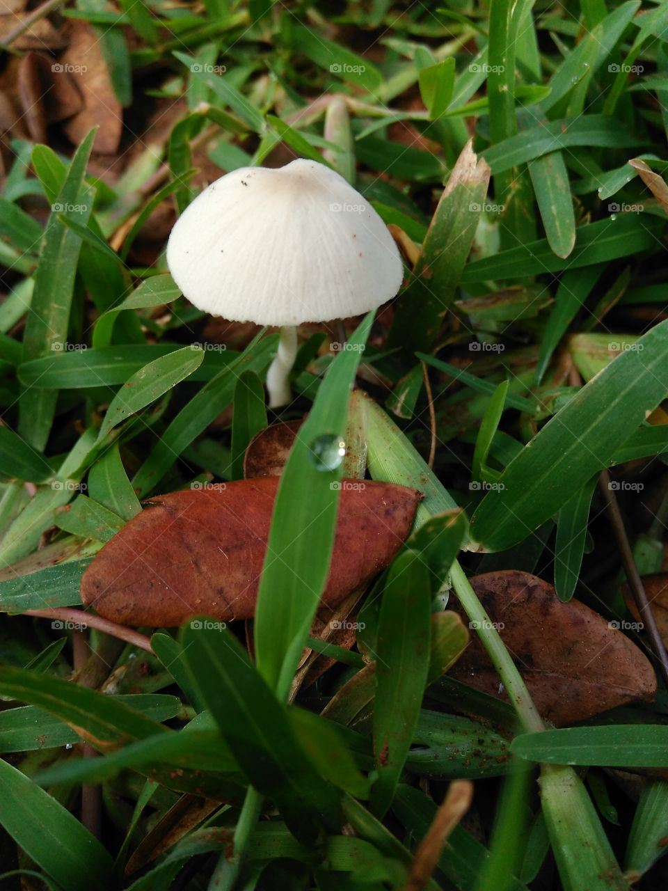 mushroom