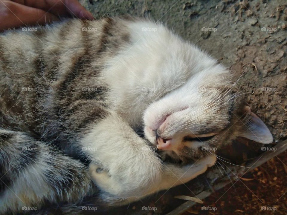 snail cat sleeping in the backyard