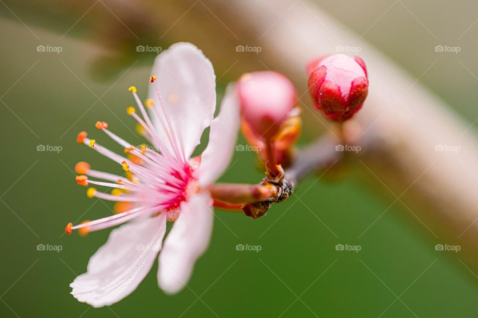 Spring flowers 