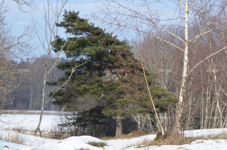 Winter, Snow, Tree, Cold, Landscape