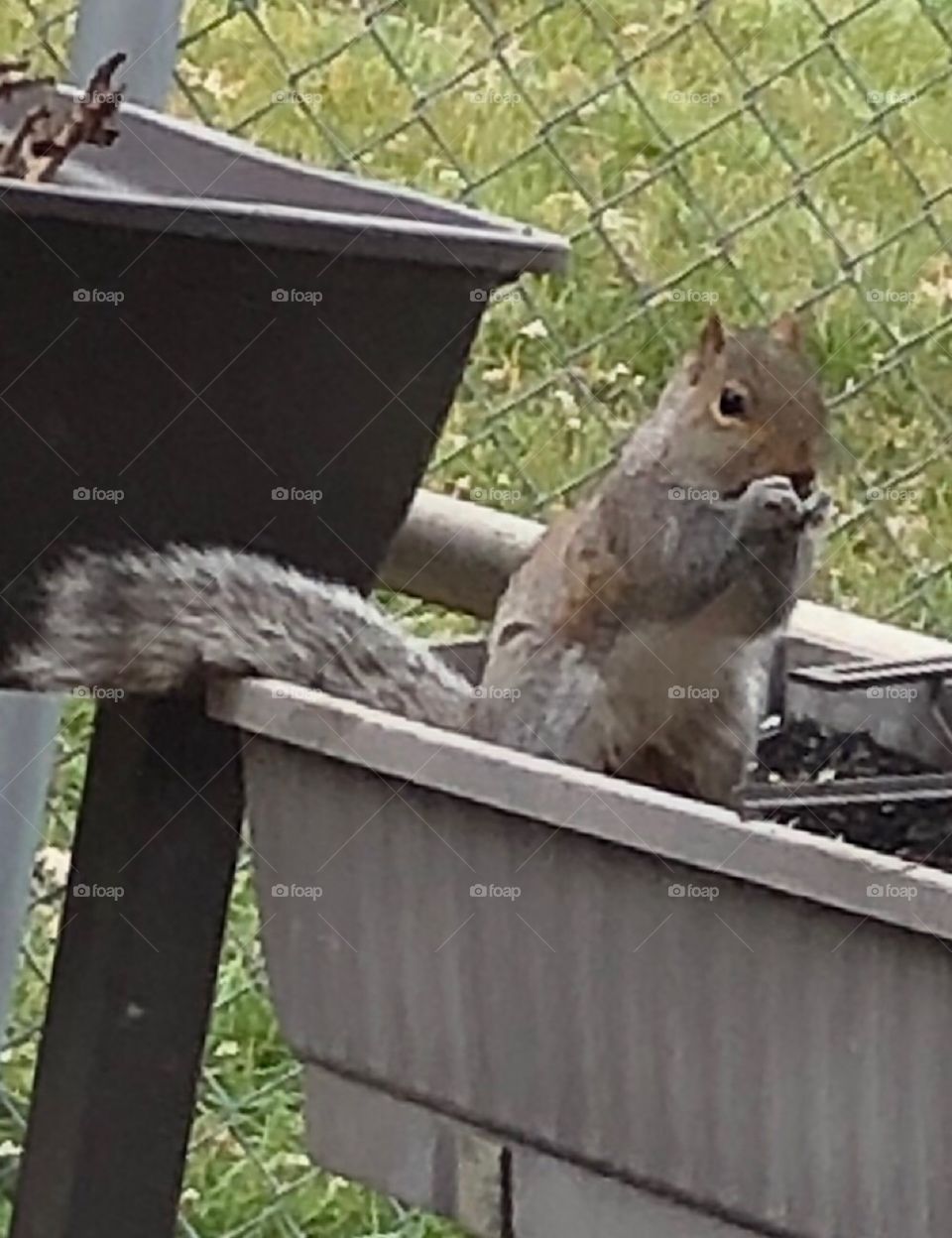 Squirrel eating in a flower box 