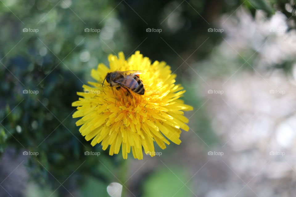 Flower with insect 