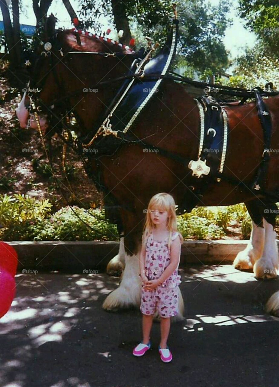 so tiny beside the Clydesdale