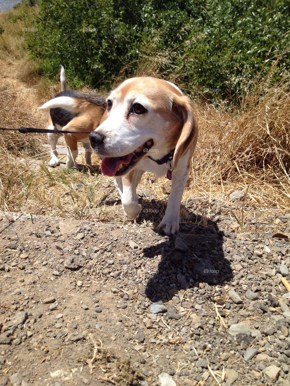 dogs cute animals beagles by optostar