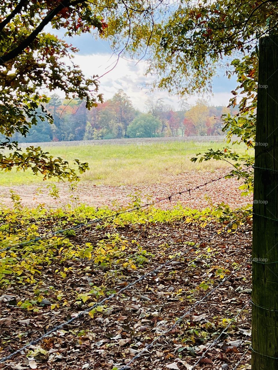 Fall and the Fence 