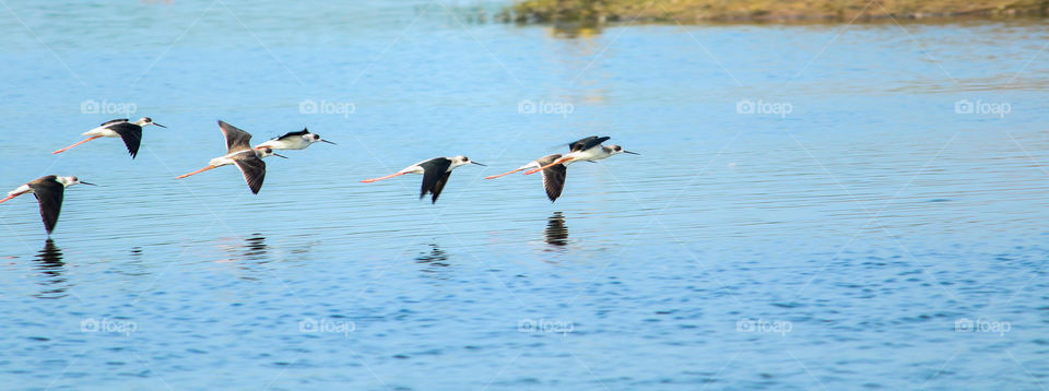 A rare shot of stint #black winged stint