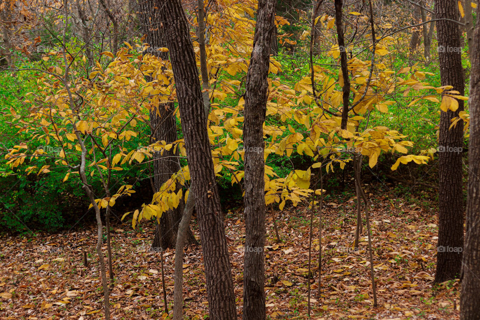yellow leaves in the woods