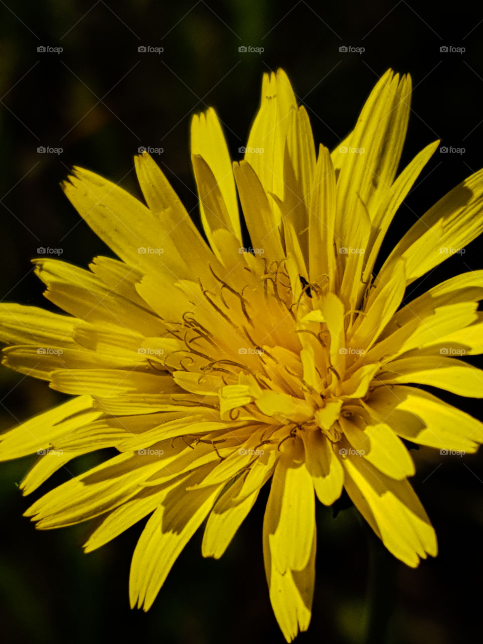 A yellow flower