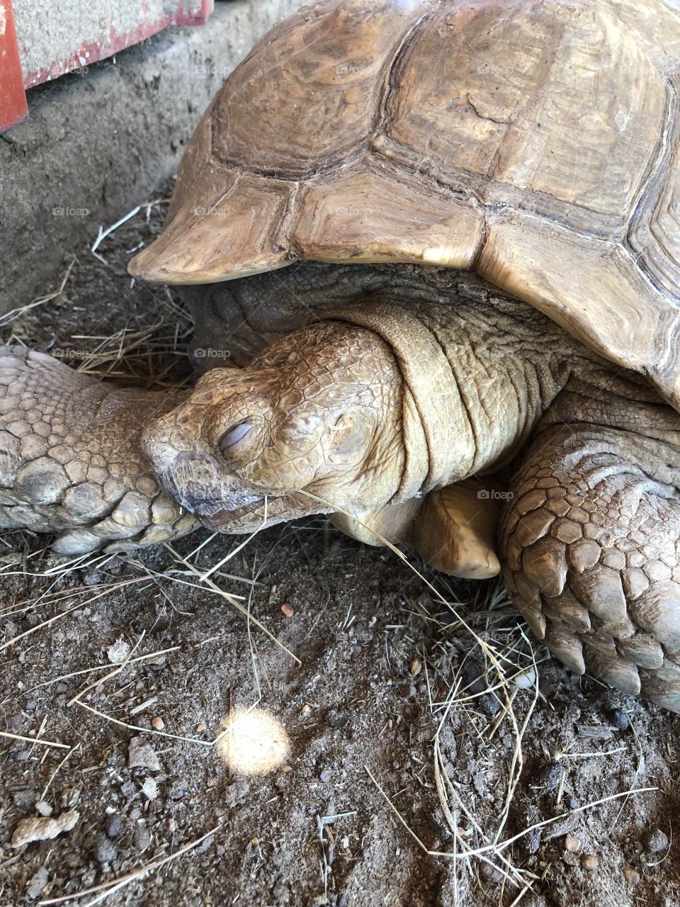 This huge tortoise isn’t very intimidating when it’s fast asleep!