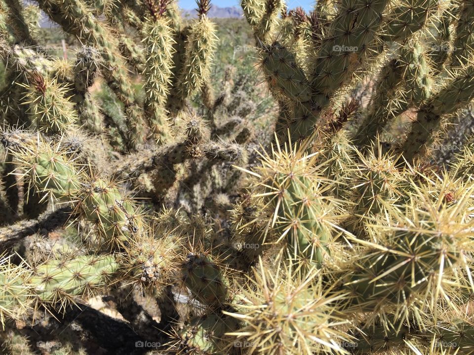 Cactus. Cactus in the desert near Red Rock in Las Vegas, NV. 